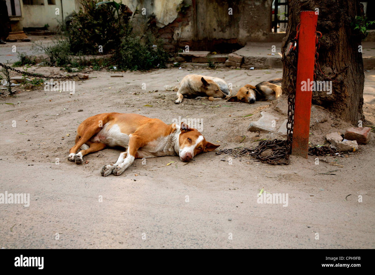 Street dogs resting Stock Photo