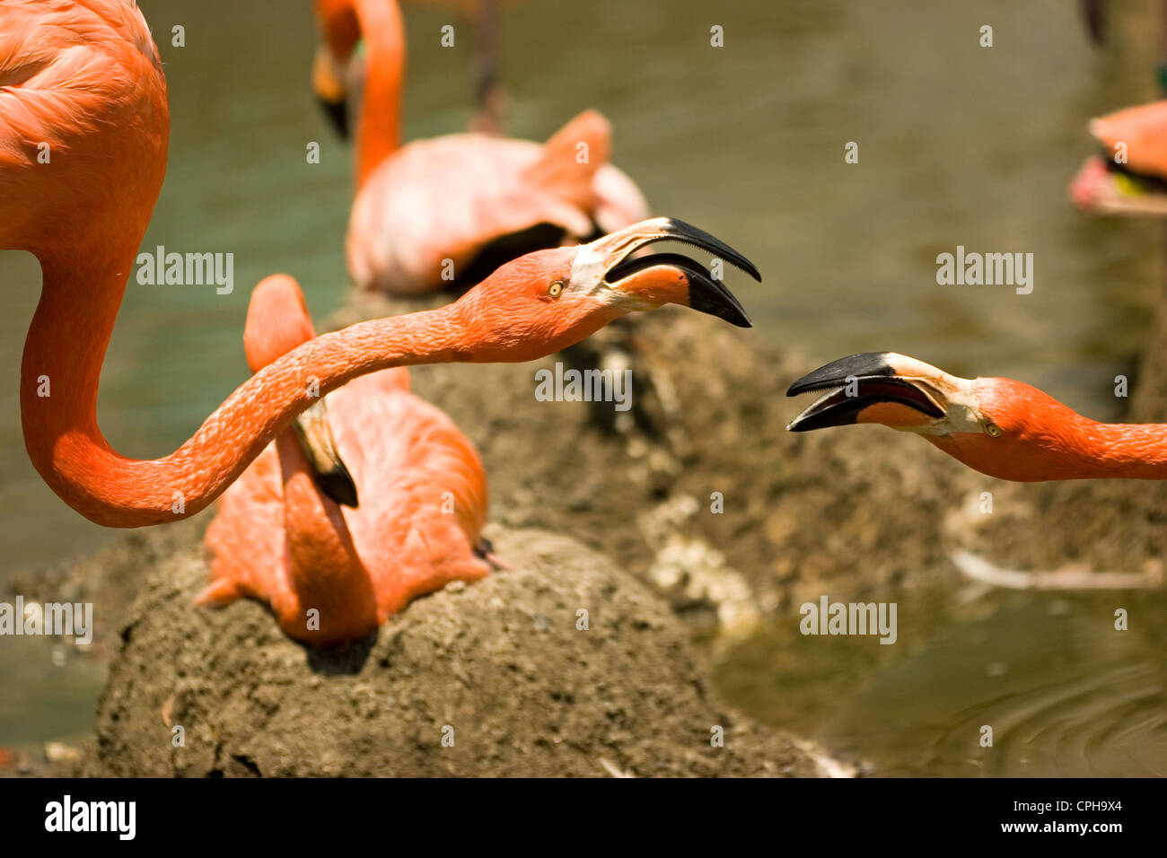 Flamingos nesting and interacting, captive Stock Photo