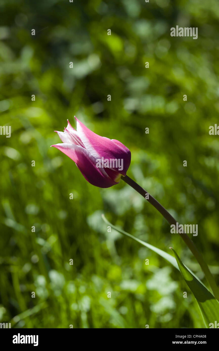 Tulip flower bud opening Stock Photo Alamy