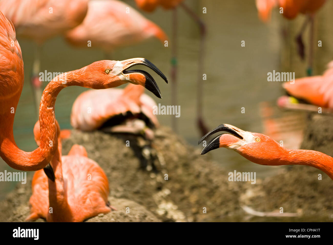 Two flamingos interacting in rookery Stock Photo