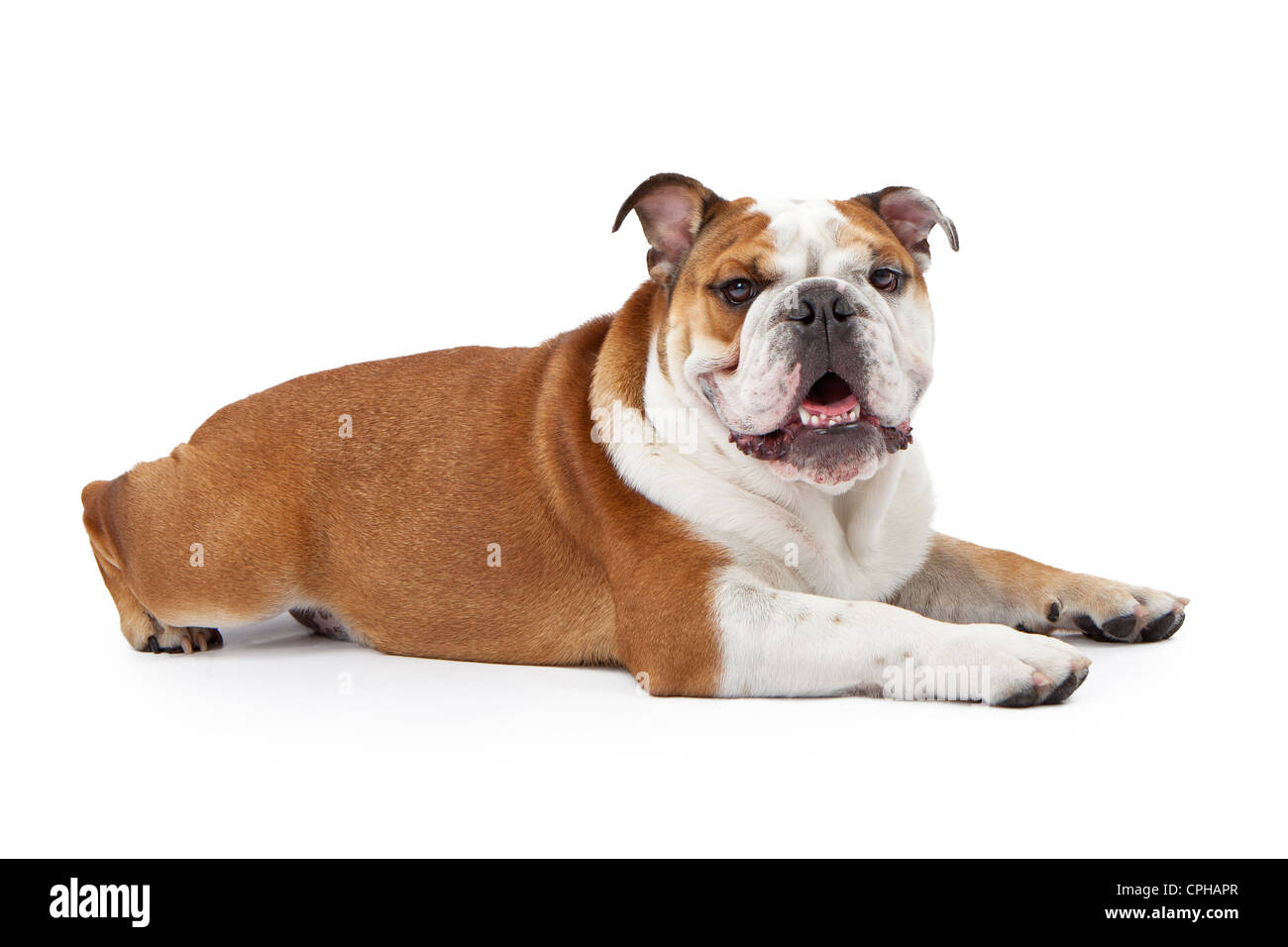 A young nine month old English Bulldog laying down against a white