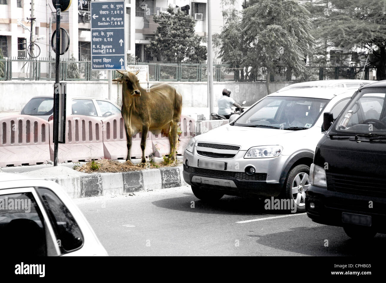 Cow in traffic Stock Photo