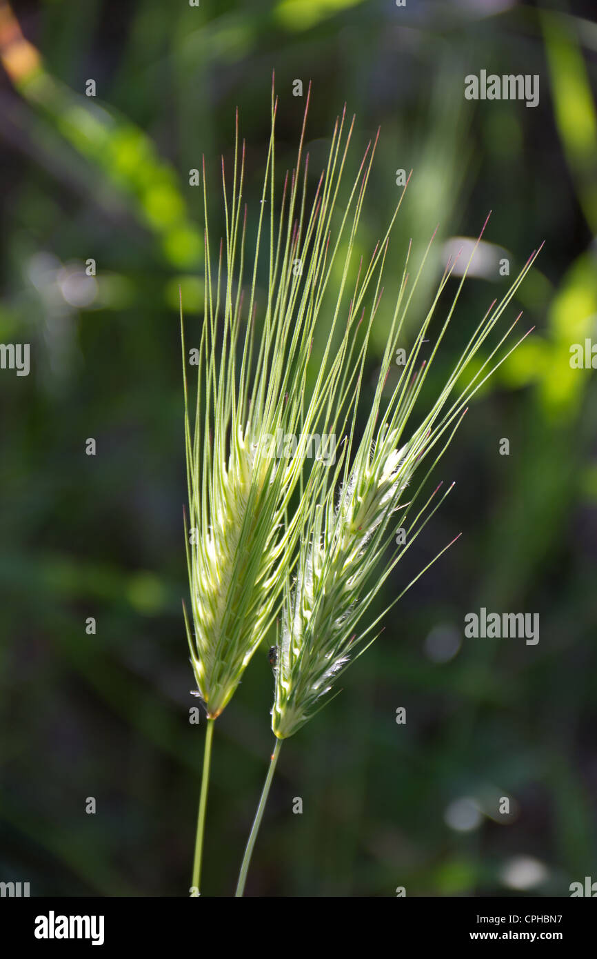 Two ears of unripe wheat growing wild in the Greek island of Lefkada Stock Photo