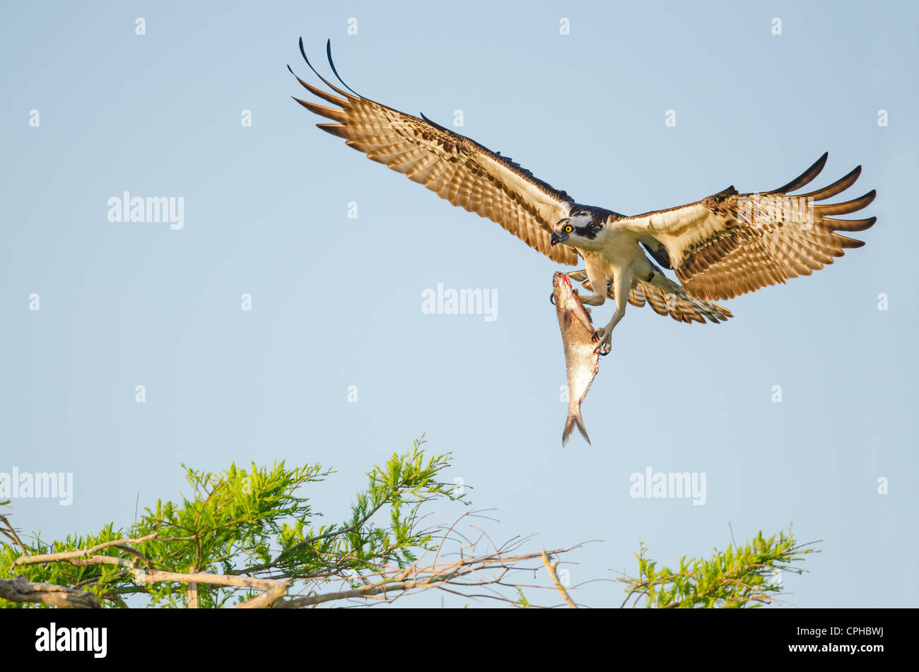 The penetrating eyes and enormous wingspan of this osprey from Blue Cypress Lake are almost as impressive as his gigantic prey. Stock Photo