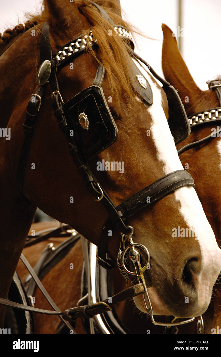 Blinder hires stock photography and images Alamy