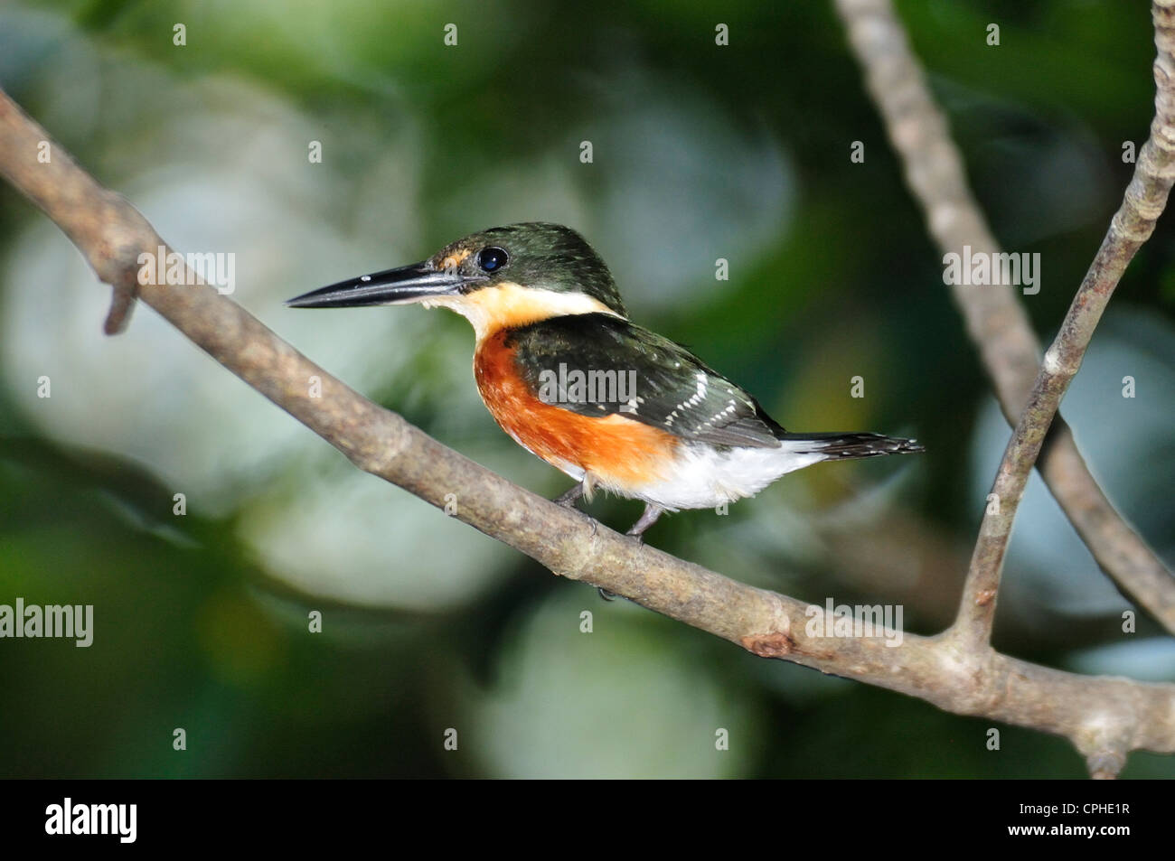 American Pygmy Kingfisher, bird, kingfisher, Estuary, protected, nature reserve, Area Protegia Estero, Isla del Venado, Nicaragu Stock Photo