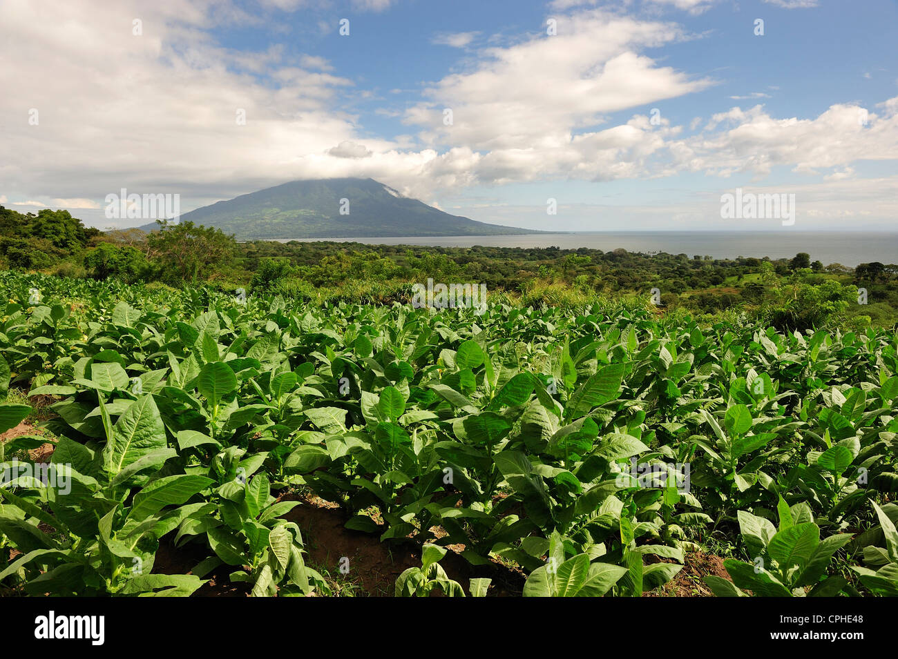 lakson tobacco Philip Morris acquires Pakistan's Lakson Tobacco