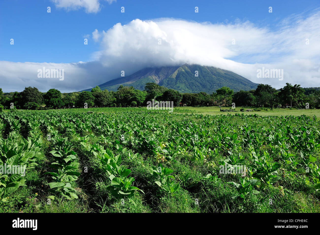 Tobacco, plants, Volcan, conception, Ometepe Island, Lago de Nicaragua, Nicaragua, UNESCO, World Heritage, Central America, San Stock Photo