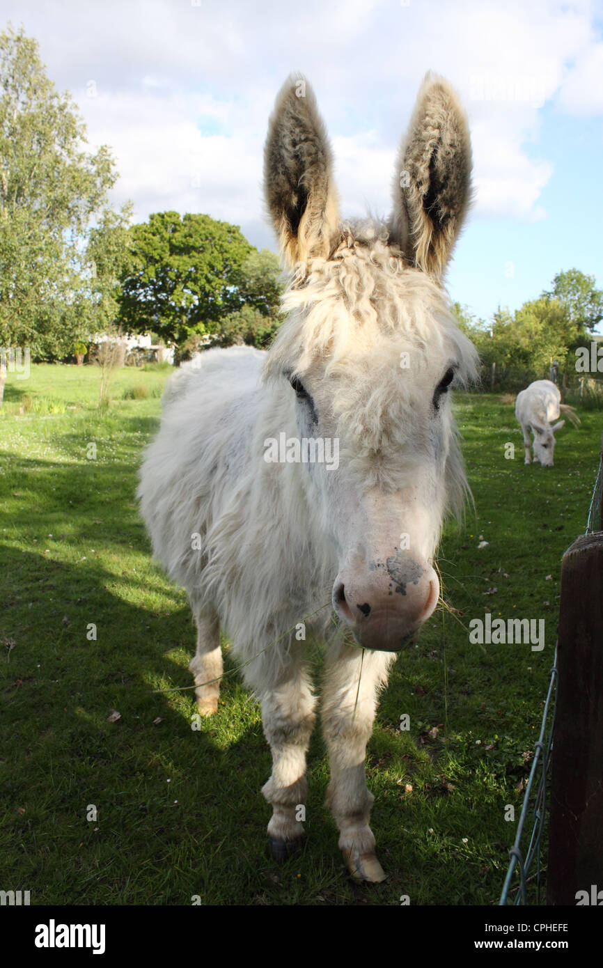 White Donkey High Resolution Stock Photography and Images Alamy