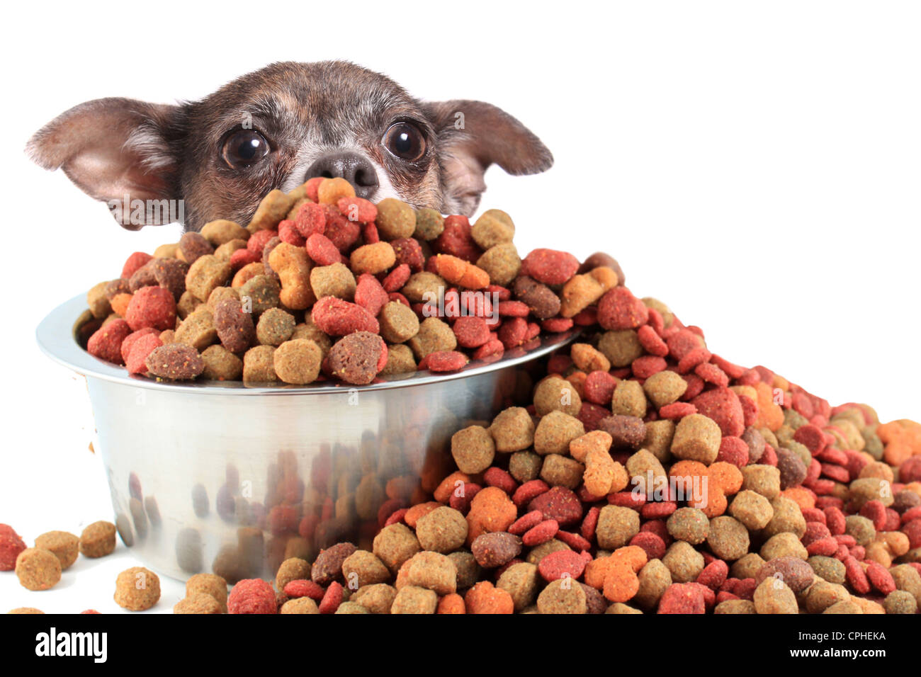 Little chihuahua peaking over large bowl of dog food too big for him