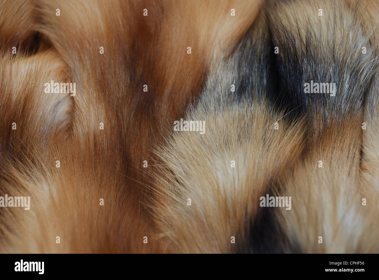 furs of red fox full frame close-up Stock Photo