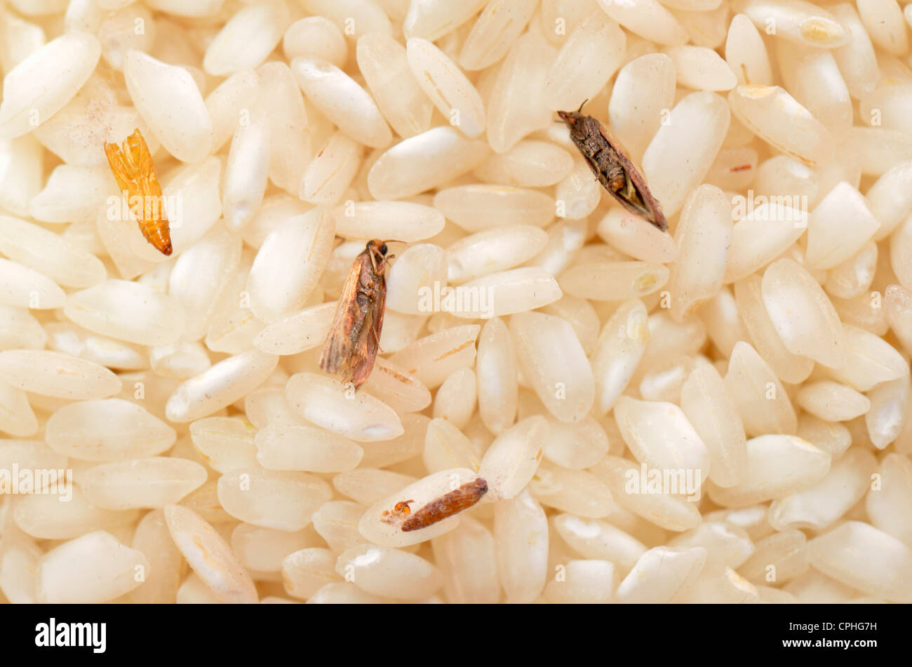 Rice packaging stock container pest grain white cockroach