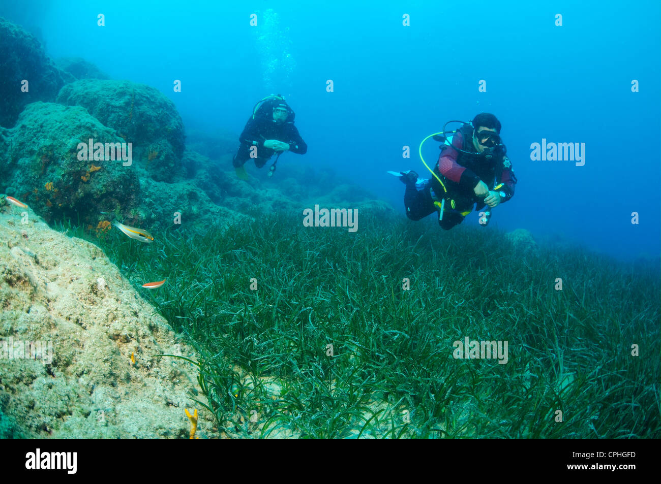 Two sсuba divers swim over the thickets of marine eelgrass Zostera Stock Photo