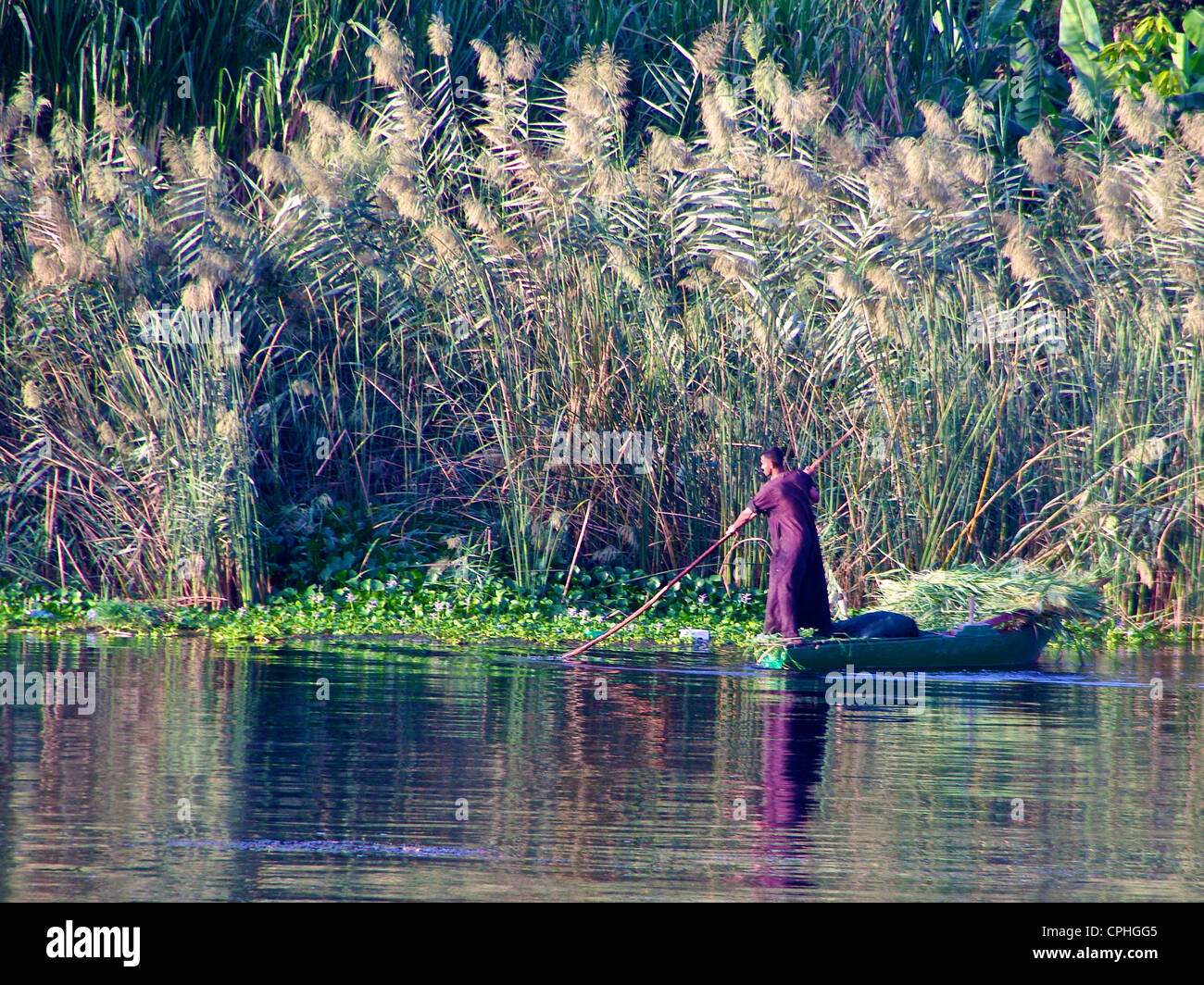 Man in the Marshes Stock Photo