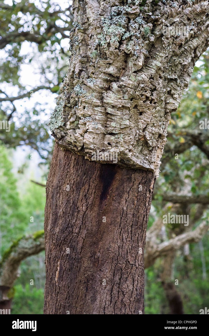 A harvested cork oak (Quercus suber) near the mountain town of Monchique, Serra de Monchique, Algarve, Portugal Stock Photo