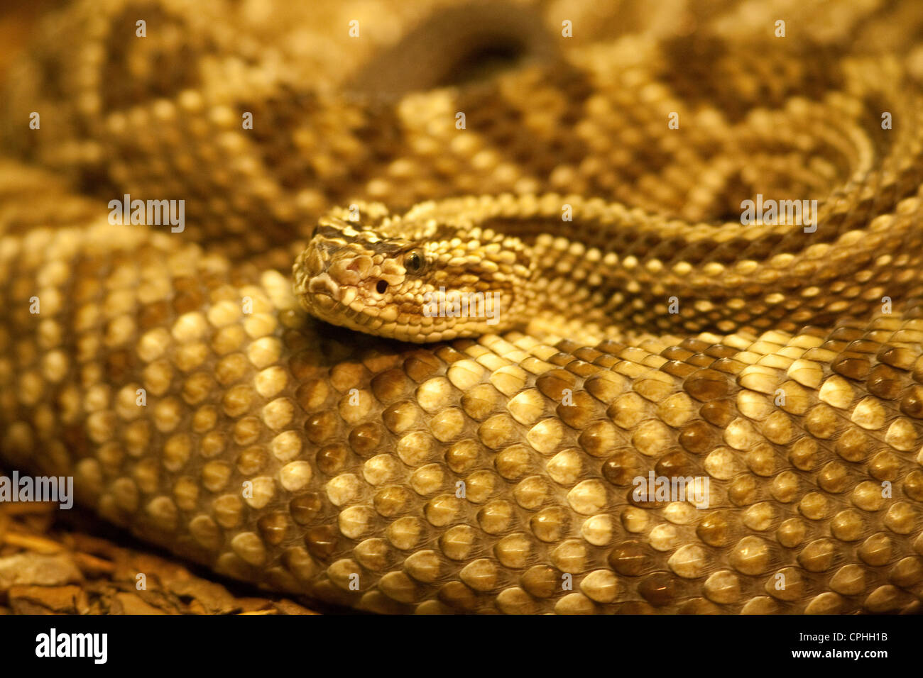 Reptiles Snake Rattle Snake Stock Photo - Alamy
