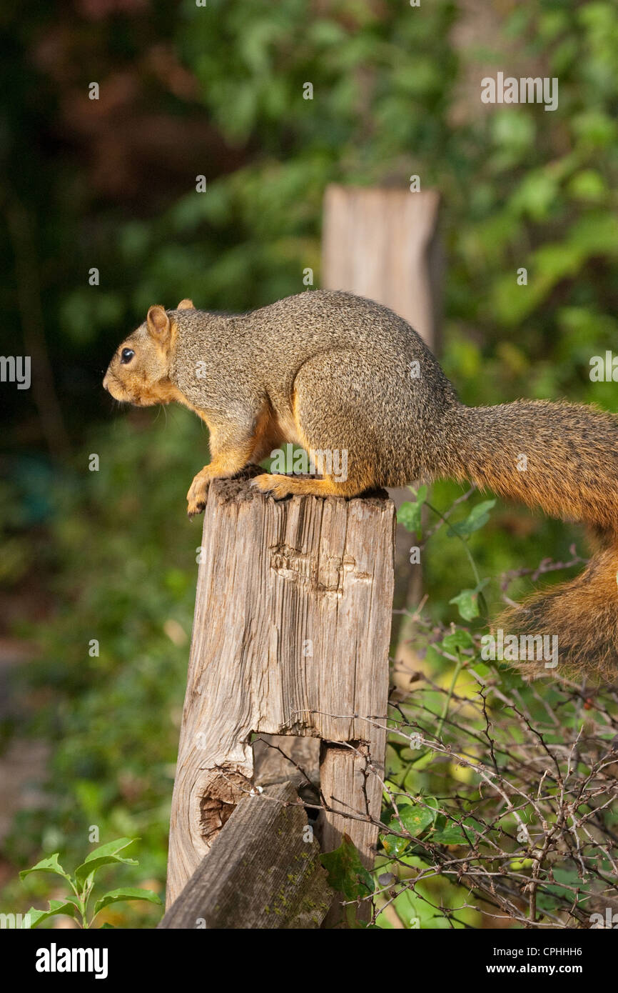 Rodent Squirrel Tree Climber Stock Photo Alamy
