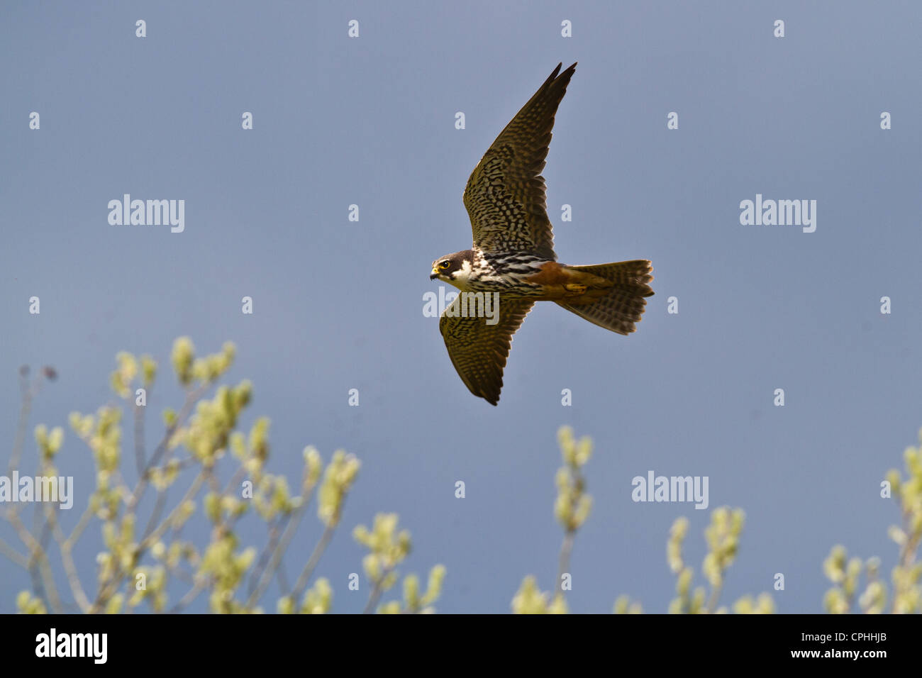Hobby (Falco subbuteo) in flight, Wicken, Cambridgeshire Stock Photo