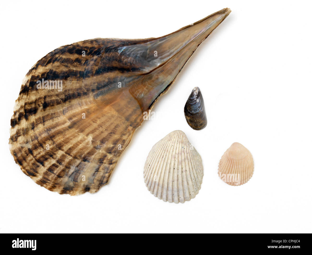 Bivalves Paddle Shaped Shells Stock Photo