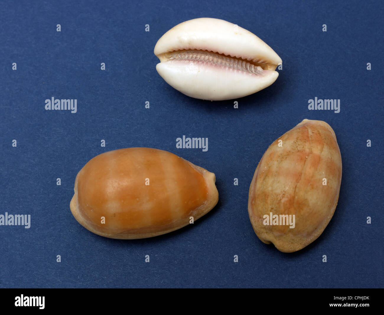 Cypraea Carneola Carnelian Cowrie Stock Photo