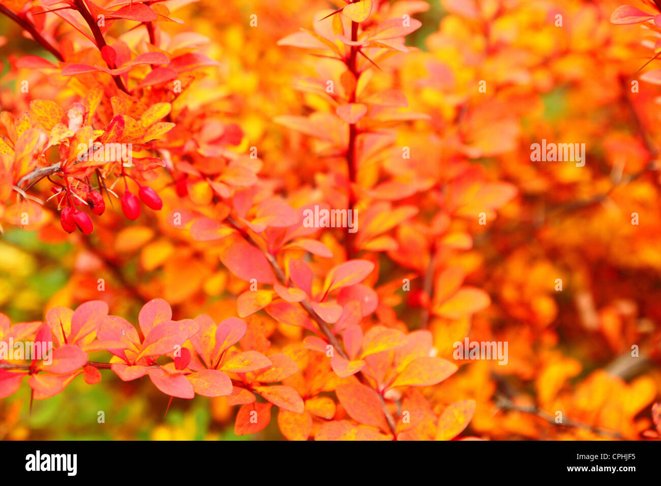 orange autumn maple leaf alley Nature background tree Park in fall time ...