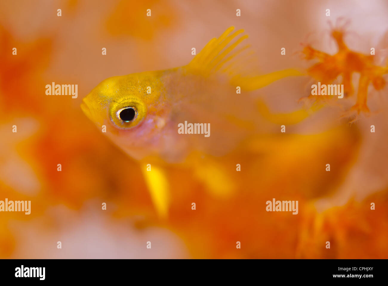 A very tiny yellow damsel fish in front of a red orange soft coral , shot wide ope to blur most of the image Stock Photo
