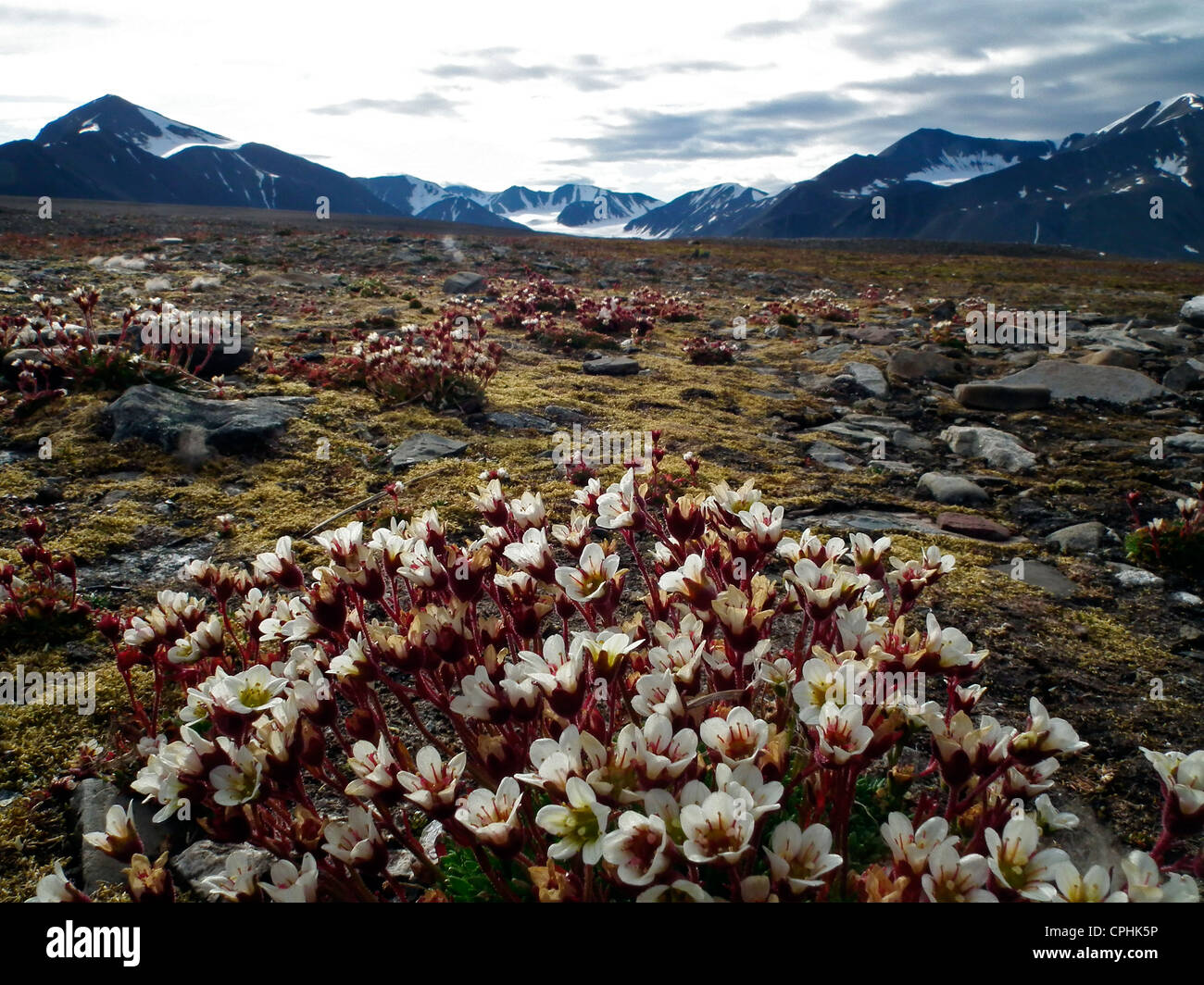 Tufted Saxifrage Saxifraga cespitosa Mushamna Bay Woodfjorden Spitsbergen Norway Stock Photo