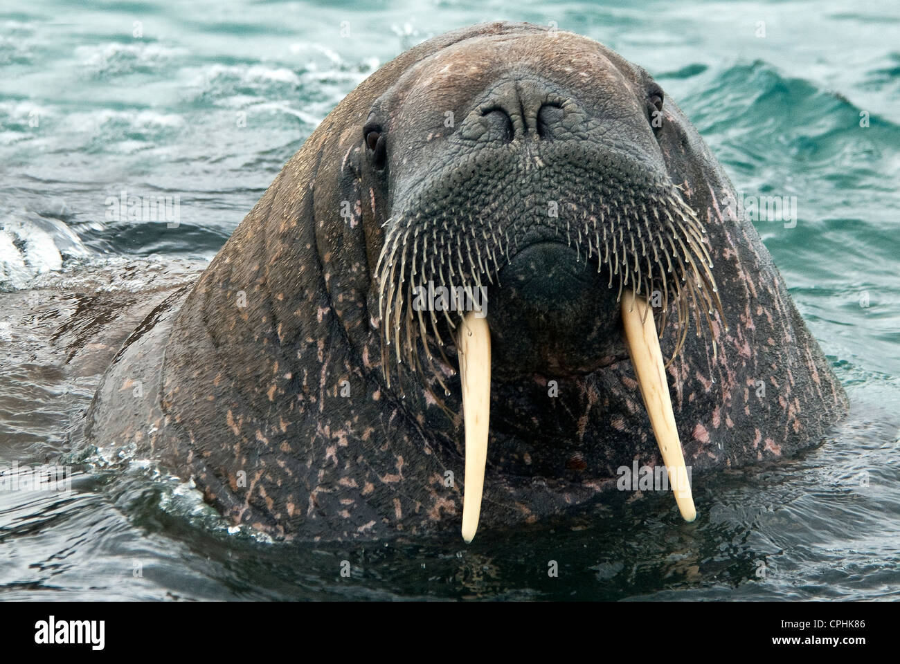 North Atlantic Walrus Odobenus rosmarus Nordaustland Svalbard Norway Stock Photo
