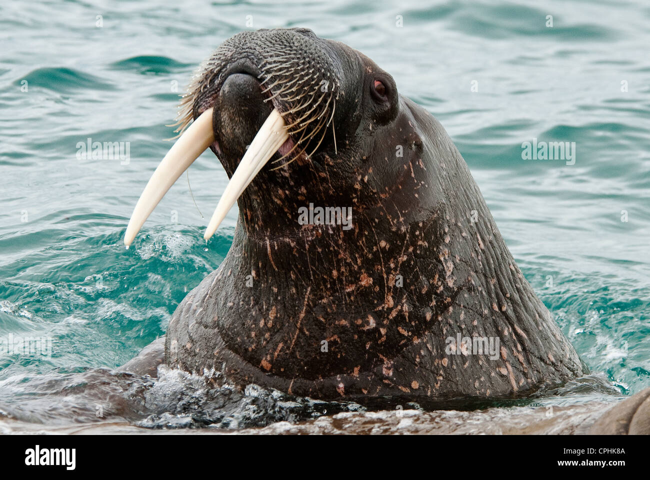 North Atlantic Walrus Odobenus rosmarus Nordaustland Svalbard Norway Stock Photo