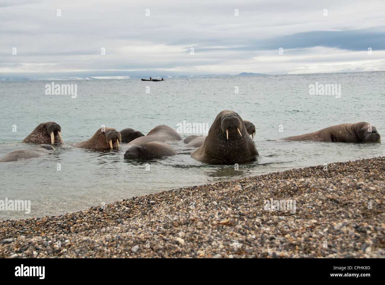 North Atlantic Walrus Odobenus rosmarus Torellneset Himlopenstretet Norway Stock Photo
