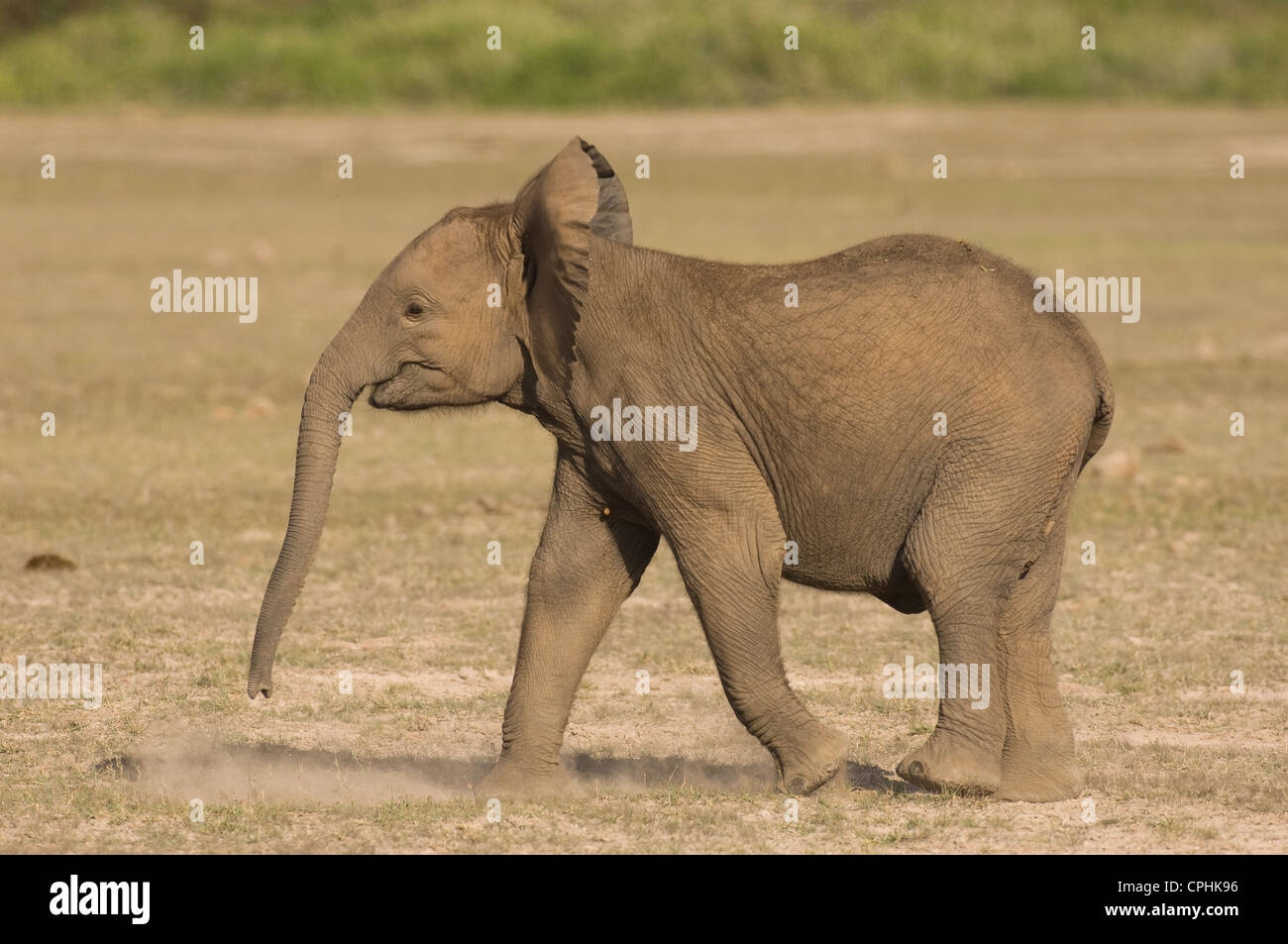 Elephant calf walking Stock Photo - Alamy