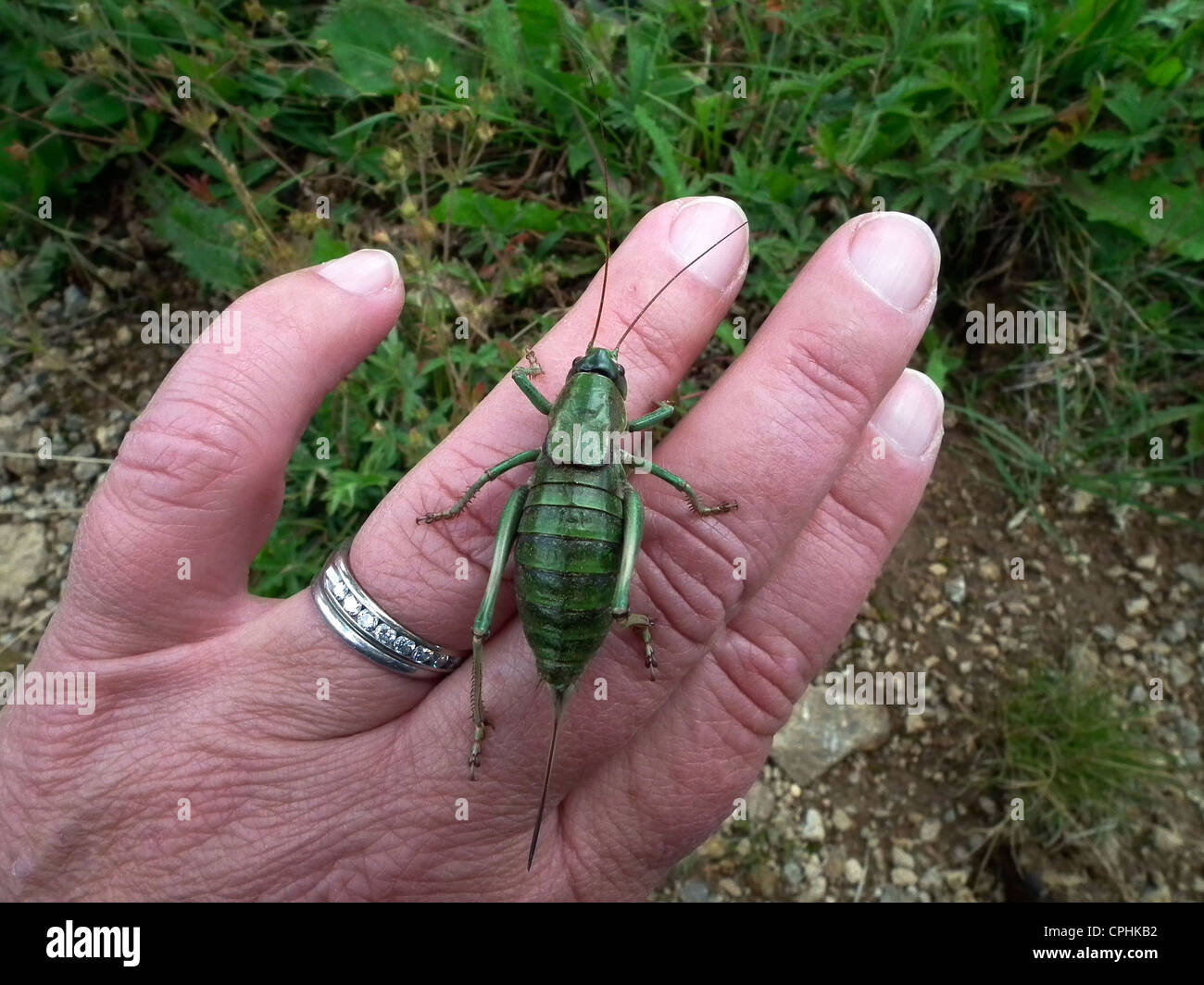 Mormon Cricket Anabrus Simplex Rio Grande National Forest Colorado Stock Photo Alamy