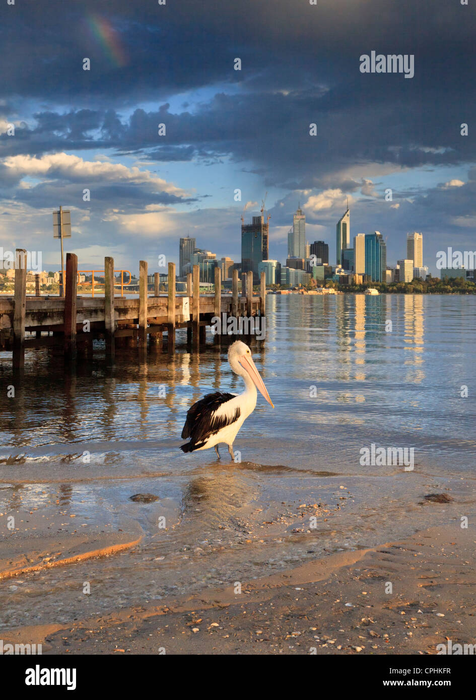 Australian Pelican (Pelecanus conspicillatus) next to Coode Street Jetty & the Swan River. Stock Photo