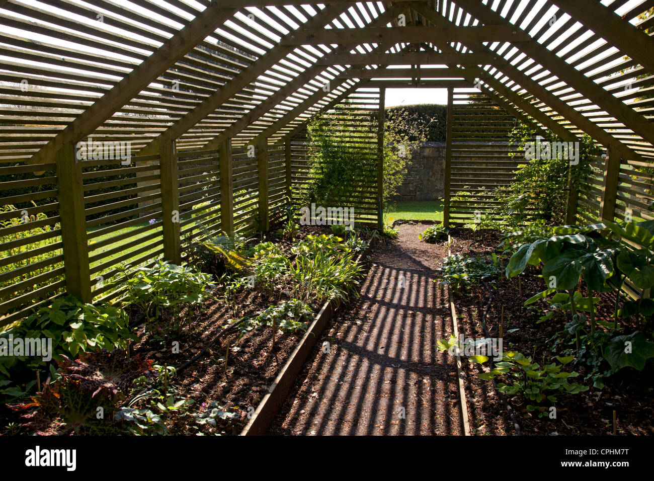Wooden slated plant shade house garden, England Stock Photo