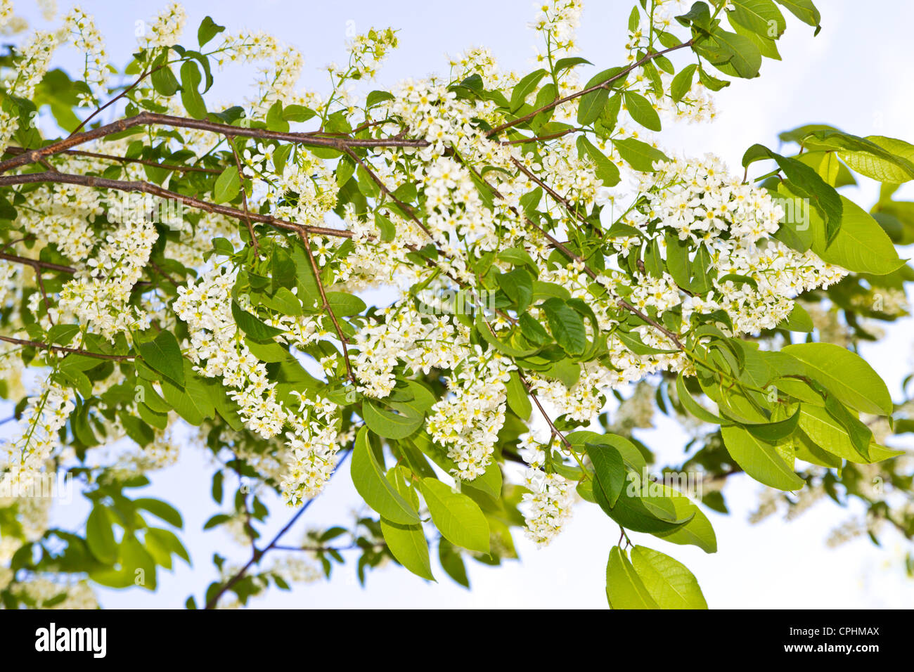 Ornament cherry tree hi-res stock photography and images - Alamy