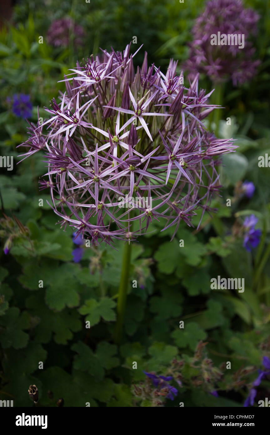 Globe shaped flowers hires stock photography and images Alamy