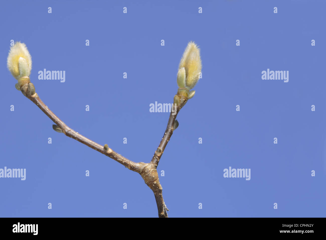 Two magnolia buds over a clear blue sky Stock Photo - Alamy