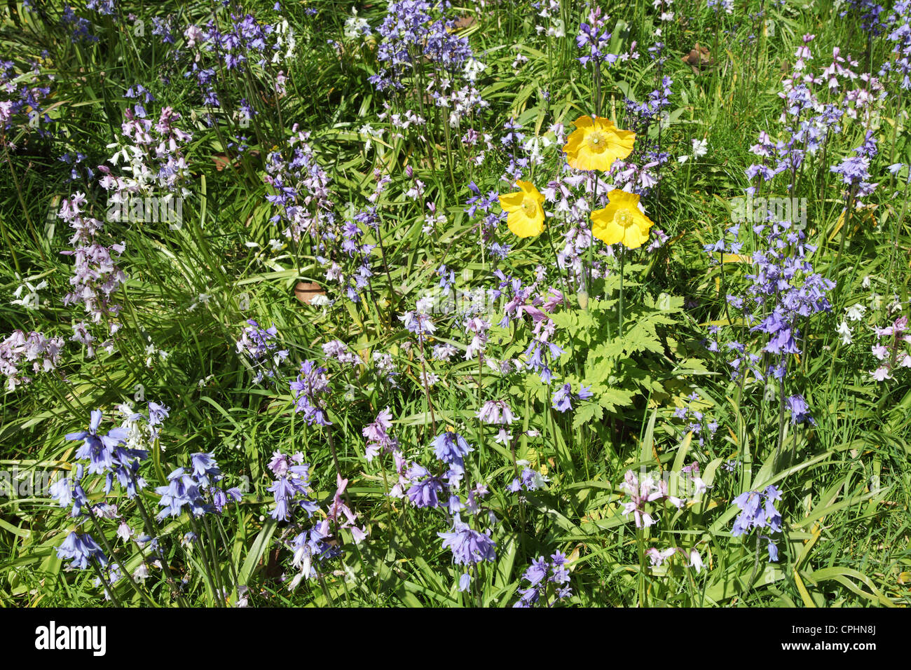 Spring flowers scotland hires stock photography and images Alamy