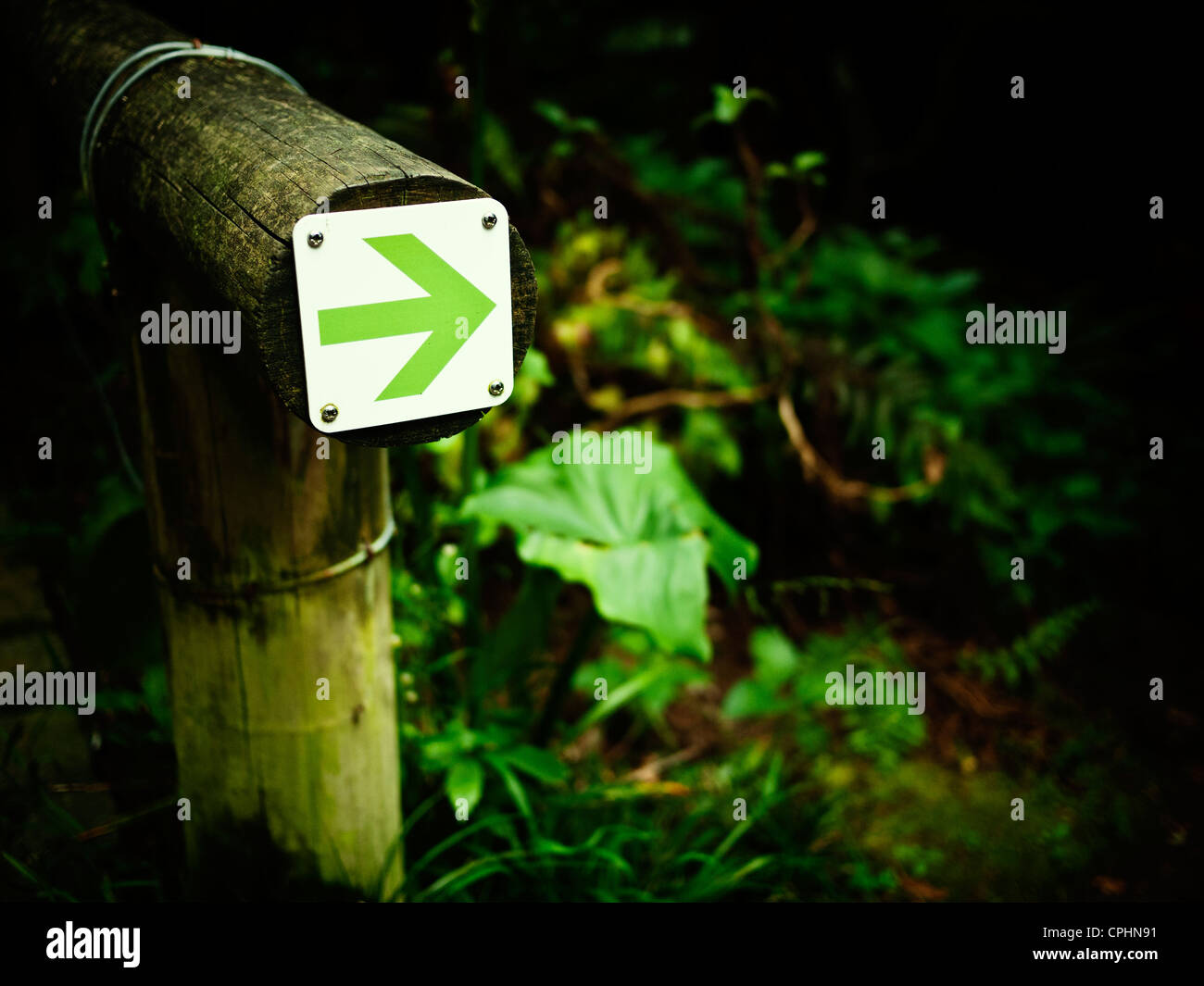 Green arrow in woodland path Stock Photo