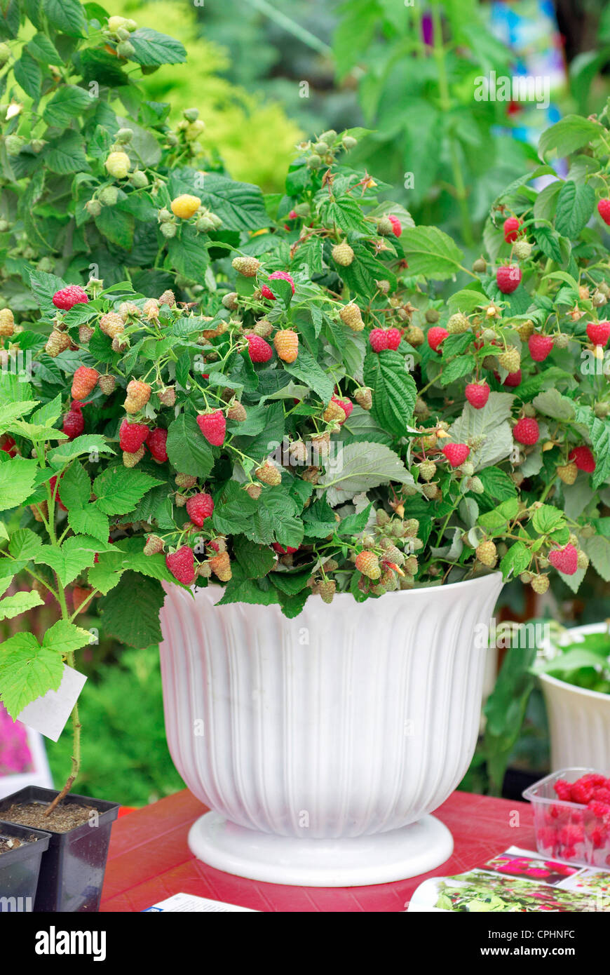 Raspberry Plant In Pot