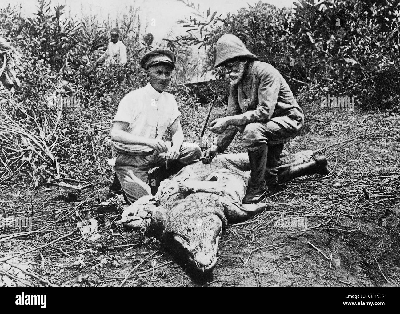 Robert Koch dissecting crocodile in Africa Stock Photo
