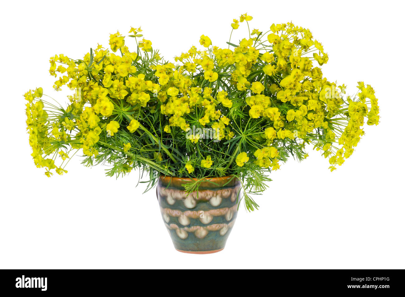 A bouquet from strange plant with many small yellow flowers in a ceramic vase. Isolated Stock Photo