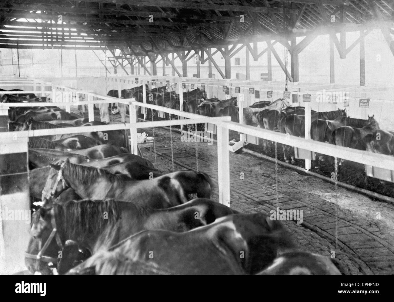 Scene from a military horse hospital, 1918 Stock Photo