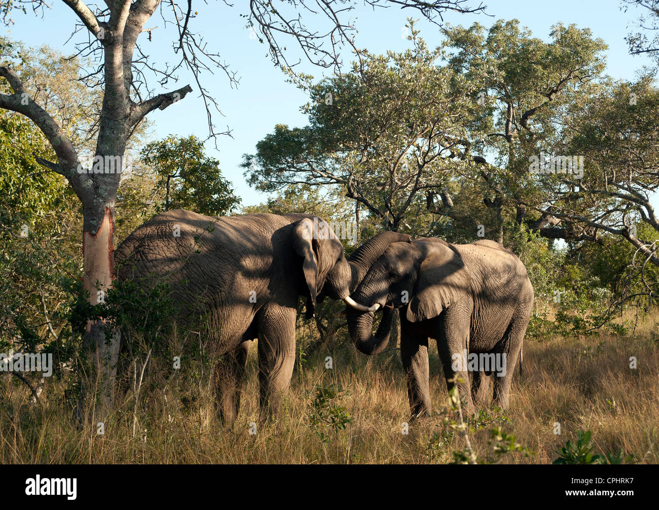 Male elephants tussle while eating tree bark in Thornybush Game Reserve, Kruger National Park