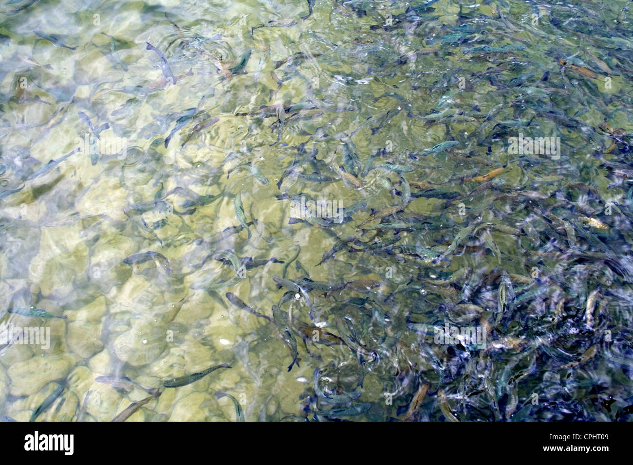 Lanesboro State Fish Hatchery for trout. School of hungry rainbow trout