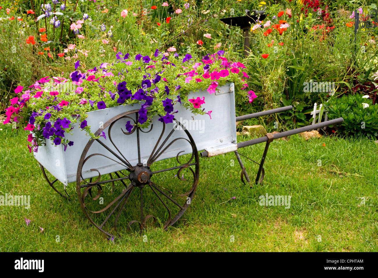 Flower garden antique wheelbarrow filled with blue and violet petunias
