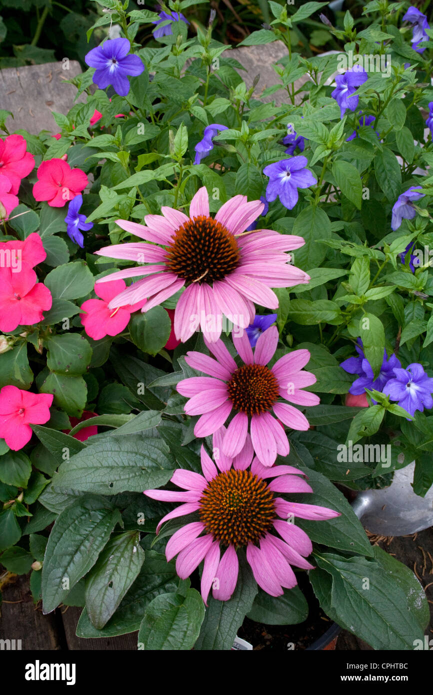 Flowers in minnesota hires stock photography and images Alamy