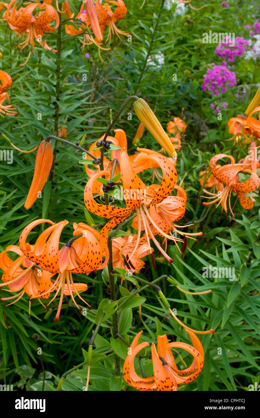 Bright orange colorful tiger lilies growing in a flower garden
