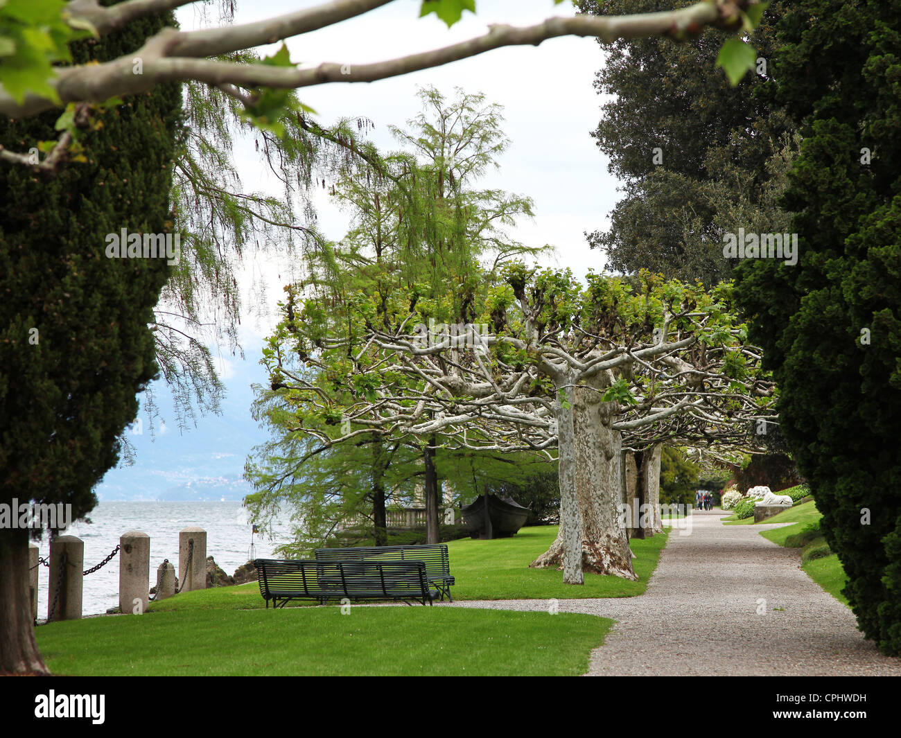 The pollarded Plane trees in the gardens of Villa Melzi Bellagio Lake Como Italian Lakes Italy Stock Photo