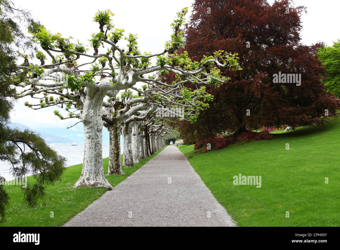 The pollarded Plane trees in the gardens of Villa Melzi, Bellagio, Lake Como, Italian Lakes, Italy Stock Photo